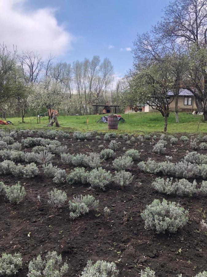 Casa Rurala Cu Livada Lavandra Câmpina Exteriör bild