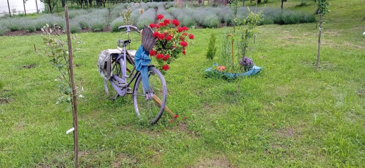 Casa Rurala Cu Livada Lavandra Câmpina Exteriör bild